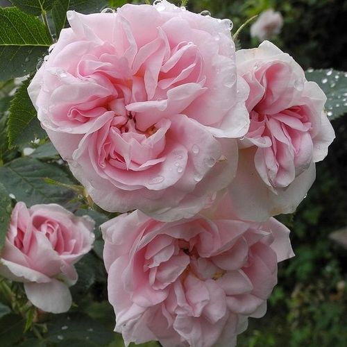 Shop - Rosa New Maiden Blush - rosa - alba rosen  - stark duftend - James Booth - Die Mitte der Blüte ist dunkelrosa, ihr Rand hat hellere Töne.